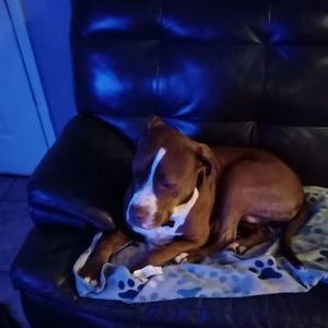 Meet your Posher, Darrin